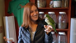 Chopsticks the Quaker Parrot Instructional Video