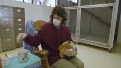 Animal Vets Take Care Of an 11-Day-Old Ring-Tailed Lemur Instructional Video