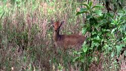 MEDIUM ANGLE OF A DIKDIK RUNNING THROUGH BRUSH, GRASSLAND, VELDT, PLAINS. SERENGETI. ANIMALS. WILDLIFE. Stock Footage