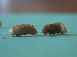 Animal Life Cycles Instructional Video