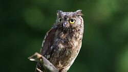 Eurasian (European) scops owl in the forest Stock Footage
