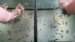 Garra rufa a small species of cyprinid fish Santorini Greece used for spa treatment to feet and skin Stock Footage