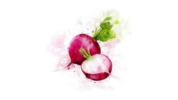 Radish for video decoration Stock Footage
