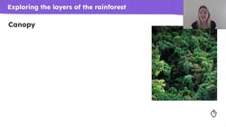 Features of the Amazon rainforest Instructional Video