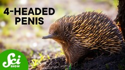 The 10 Weirdest Ways Animals Have Sex Instructional Video