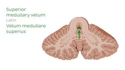 Cerebellar nuclei Instructional Video