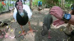 Kangaroo Feeding Time! Instructional Video