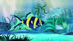 Blue-yellow Aquarium Fish in a tank Stock Footage