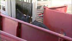 Texas Tech Cattle Chute Instructional Video