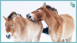 Horses Are Weirder Than You Thought Instructional Video