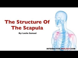 075 The Structure Of The Scapula Instructional Video