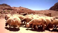 A herd of sheep in Petra, Jordan Stock Footage