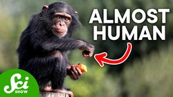 How Humans Are Almost Identical to Chimps, According to DNA Instructional Video