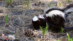 Lollipop the skunk digging Instructional Video