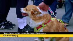 'Short stumps and big rumps': Corgis go off to the races News Clip