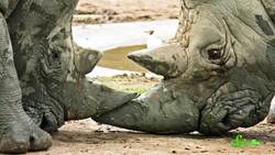 7 Real-Life Unicorns Instructional Video