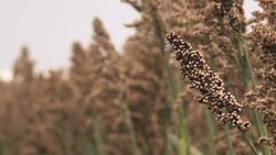 Sorghum, flowering plant grown for grains Stock Footage