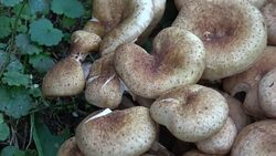 honey fungus mushrooms Armillaria melllea Stock Footage