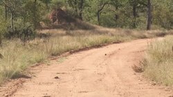 CLEAN : STOCKSHOTS: Wildlife in the Greater Kruger Park in South Africa News Clip