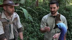 Is this Bird a Living Dinosaur? Instructional Video