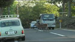 Deer at Japan park die after eating plastic bags News Clip