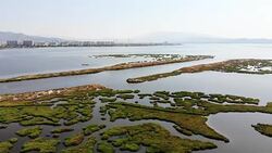 Aerial View of Wetland Stock Footage