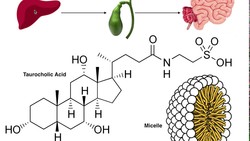 Bile Acid Biosynthesis 1: Conversion of Cholesterol to Secondary Bile Acids Instructional Video