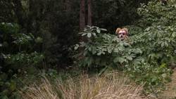 Animal Alphabet: L is for Leech Instructional Video