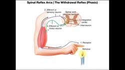 Structure & Function of the Withdrawal Reflex, a Polysynaptic Reflex Instructional Video