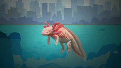 The Last Wild Axolotls of Mexico City Instructional Video