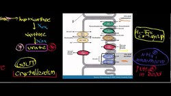 Urate Oxidase and Urate (Part 2): Physiology, Gout, and Kidney Stones Instructional Video
