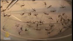 At least 35 Ghanaians killed in yellow fever outbreak News Clip