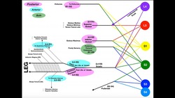 Sacral Plexus | Roots, Branches, & Innervation Instructional Video