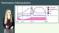 Hormone Interactions in the Menstrual Cycle Instructional Video