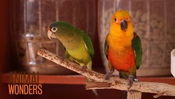 What's a Conure? Instructional Video
