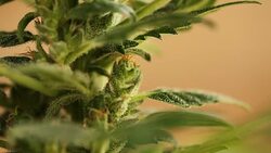 medical cannabis Stock Footage