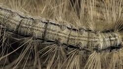 Caterpillar Moving Slowly Stock Footage