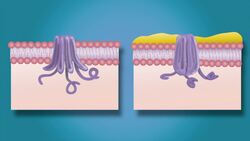 Genetic Diseases Instructional Video