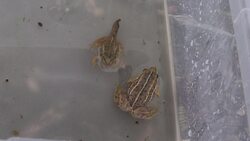 Frog that became extinct in England is re-introduced to its former home News Clip