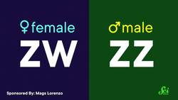 Condor Females Don’t Need a Male to Hatch Chicks Instructional Video