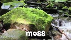 Plants! Learning Names of Plants for Kids Instructional Video