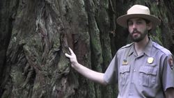 Redwood National and State Parks - 1st Grade - Structure and Function - Lesson 3 of 3. Redwood Trees Instructional Video