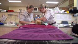 Inside a Busy Day at the Australia Zoo Wildlife Hospital Instructional Video