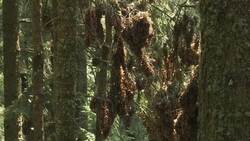 Locals find monarch colony in Mexico after yearslong search Instructional Video