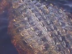 Characteristics of Reptiles Instructional Video