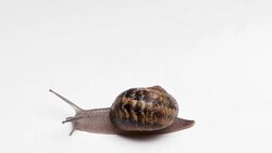 top view of the Snail with shell sinks on white background macro video shot Stock Footage