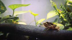 Do You Know What Panama’s National Animal Is? You Need to Check It Out! Instructional Video