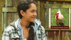 The Amazing Delaware Chickens - A Heritage Breed Instructional Video