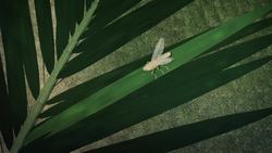 Florida palms suffering from Lethal Bronzing Instructional Video