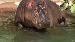Underwater Birth Is The Norm For These Adorable River Hippos Instructional Video